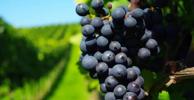 Food vs. Supplements: What’s the Best Source of Resveratrol?